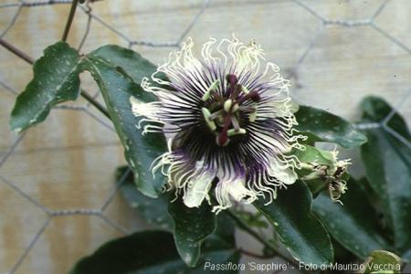 Passiflora Sapphire | La Collezione Italiana di Maurizio Vecchia