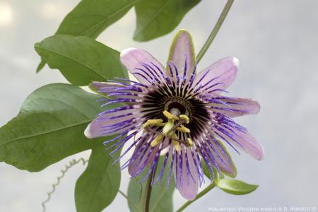 Passiflora belotii | Ibrido Collezione Italiana di Maurizio Vecchia