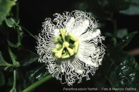 Passiflora edulis norfolk | La Collezione Italiana di Maurizio Vecchia