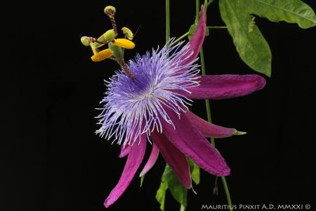 Passiflora loefgrenii Corupa | La Collezione Italiana di Maurizio Vecchia
