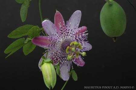 Passiflora caprice | Ibrido Collezione Italiana di Maurizio Vecchia