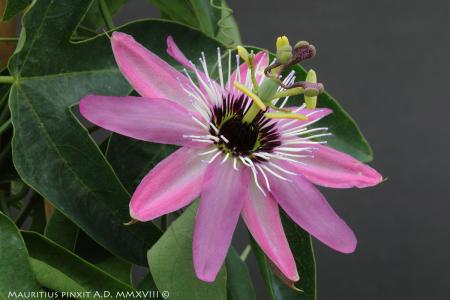 Passiflora violacea | Ibrido Collezione Italiana di Maurizio Vecchia