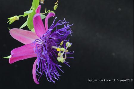 Passiflora stefano capitanio | Ibrido Collezione Italiana di Maurizio Vecchia