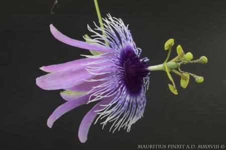 Passiflora matuzia | Ibrido Collezione Italiana di Maurizio Vecchia
