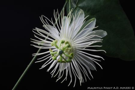 Passiflora hastifolia | La Collezione Italiana di Maurizio Vecchia