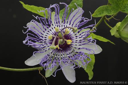 Passiflora fata cerulea | Ibrido Collezione Italiana di Maurizio Vecchia