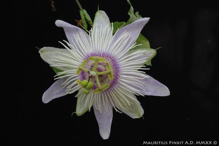 Passiflora poppet | La Collezione Italiana di Maurizio Vecchia