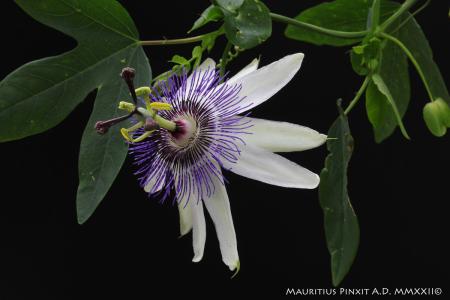 Passiflora Star of Clevedon | Ibrido Collezione Italiana di Maurizio Vecchia