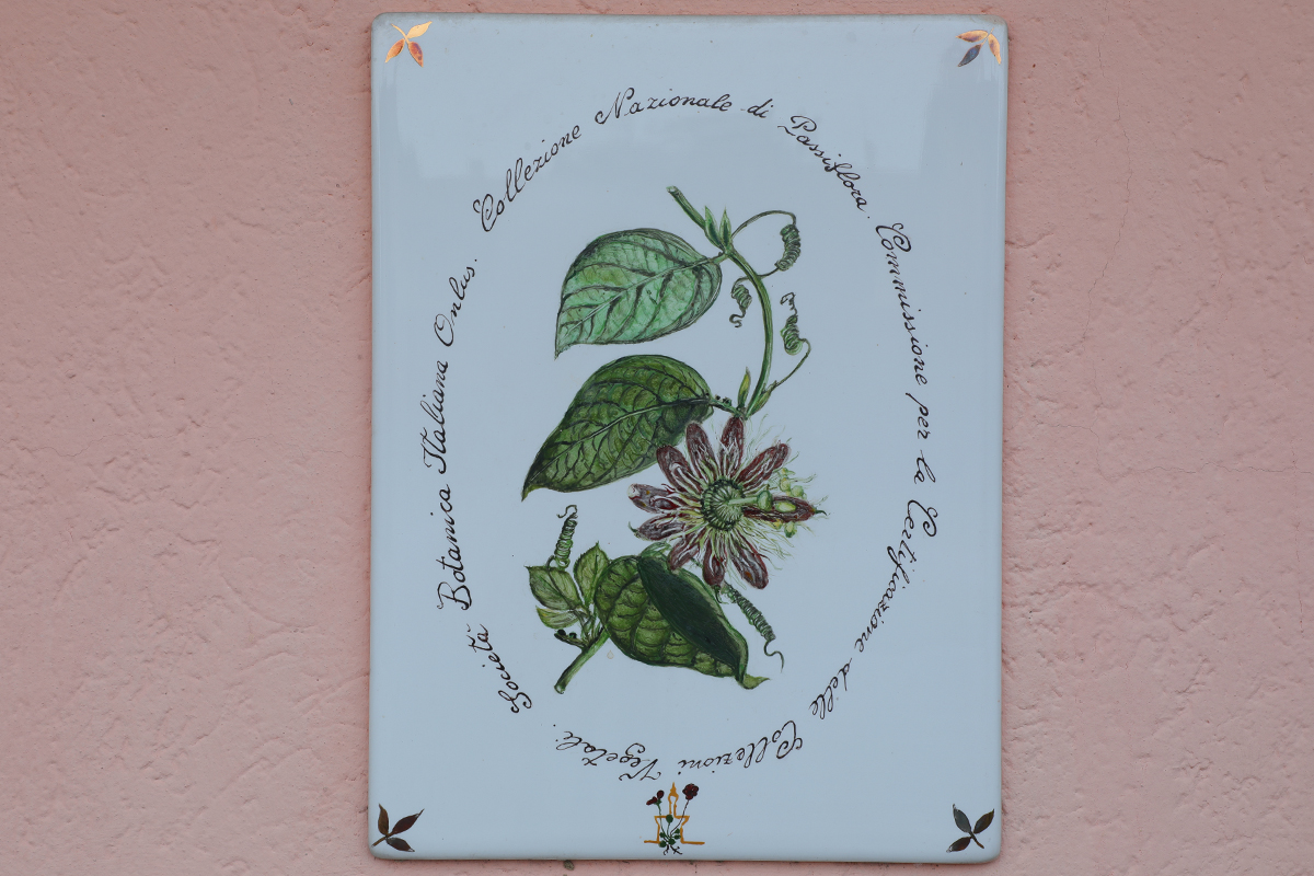 Il Genere Passiflora, scoperta della Passiflora, informazioni utili