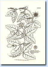 Passiflora: drawings by Charles Plumier | Maurizio Vecchia