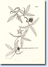 Passiflora: disegni di Charles Plumier | Maurizio Vecchia