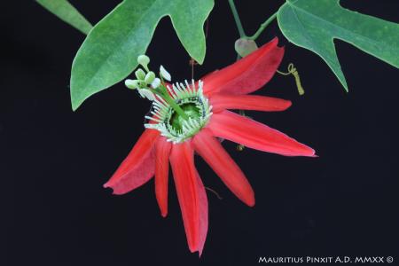 Passiflora racemosa | La Collezione Italiana di Maurizio Vecchia