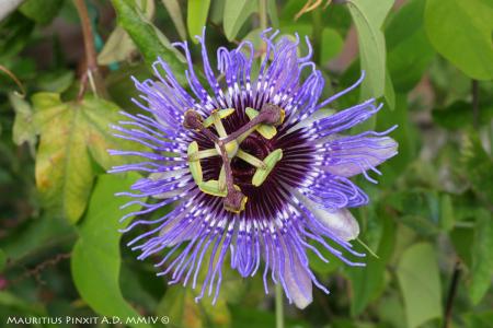 Passiflora 'Purple Haze' | The Italian National Collection of Passiflora | Maurizio Vecchia