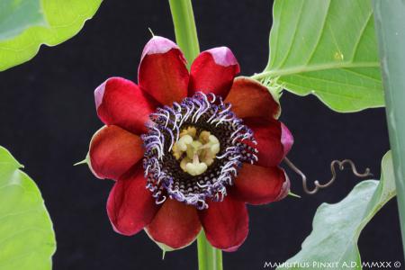 Passiflora 'Precioso' | The Italian National Collection of Passiflora | Maurizio Vecchia