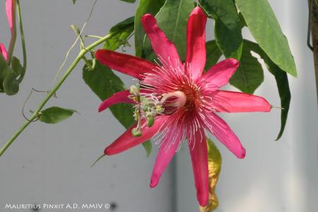 Passiflora 'Pink Pride' | The Italian National Collection of Passiflora | Maurizio Vecchia