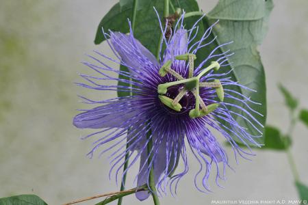 Passiflora 'Amalia' | The Italian National Collection of Passiflora | Maurizio Vecchia