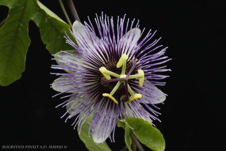 Passiflora 'Debby' | The Italian National Collection of Passiflora | Maurizio Vecchia