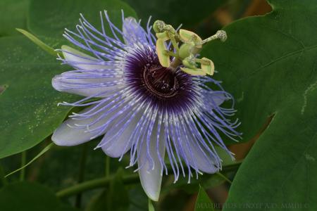 Passiflora 'Angelo Blu' | The Italian National Collection of Passiflora | Maurizio Vecchia