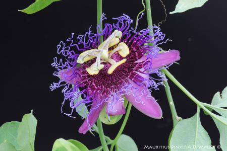 Passiflora <i>cincinnata</i> 'Dark Pollen' | The Italian National Collection of Passiflora | Maurizio Vecchia