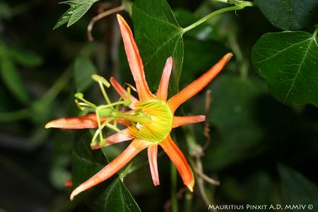 Passiflora <i>cinnabarina</i> | The Italian National Collection of Passiflora | Maurizio Vecchia