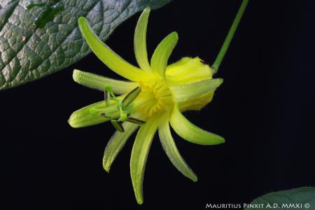 Passiflora <i>citrina</i> | The Italian National Collection of Passiflora | Maurizio Vecchia