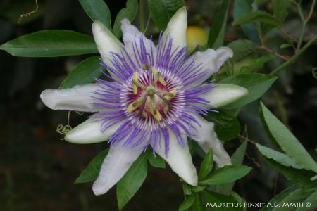 Passiflora <i>x colvillii</i> | La Collezione Nazionale Italiana di Passiflora | Maurizio Vecchia