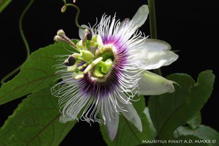 Passiflora <i>edulis</i> | The Italian National Collection of Passiflora | Maurizio Vecchia