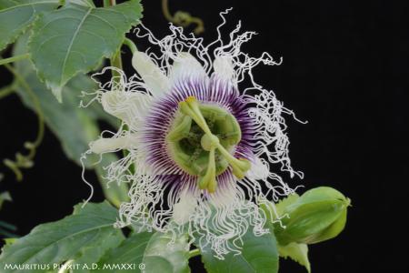 Passiflora edulis flavicarpa | The Italian Collection of Maurizio Vecchia