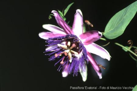 Passiflora evatoria | La Collezione Italiana di Maurizio Vecchia