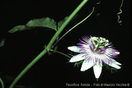 Passiflora foetida var. foetida | La Collezione Italiana di Maurizio Vecchia