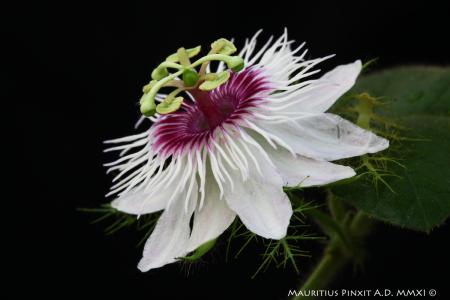 Passiflora foetida var. hispida | La Collezione Italiana di Maurizio Vecchia
