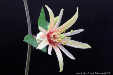 Passiflora 'Adularia' | The Italian National Collection of Passiflora | Maurizio Vecchia