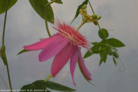 Passiflora  'Grand Duchess' | La Collezione Nazionale Italiana di Passiflora | Maurizio Vecchia