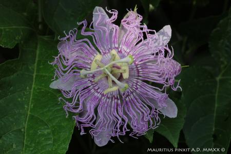 Passiflora <i>incarnata </i> | La Collezione Nazionale Italiana di Passiflora | Maurizio Vecchia