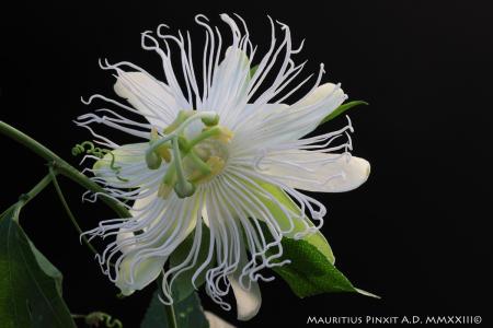Passiflora incarnata f. alba | La Collezione Italiana di Maurizio Vecchia
