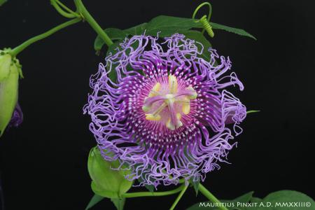 Passiflora 'Incense' | The Italian National Collection of Passiflora | Maurizio Vecchia