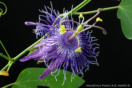 Passiflora 'Jelly Joker' | The Italian National Collection of Passiflora | Maurizio Vecchia