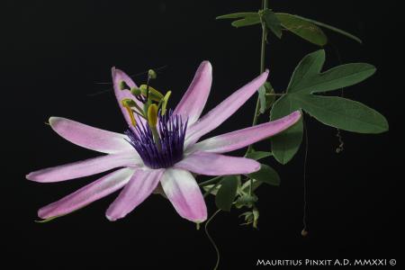 Passiflora 'La Venexiana' | The Italian National Collection of Passiflora | Maurizio Vecchia