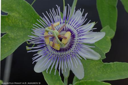 Passiflora <i>mooreana</i> | The Italian National Collection of Passiflora | Maurizio Vecchia