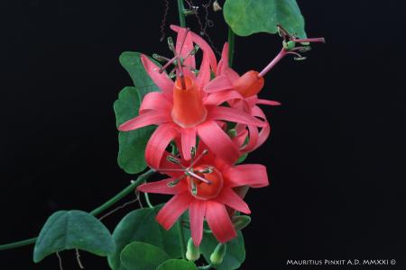 Passiflora <i>murucuja</i> | The Italian National Collection of Passiflora | Maurizio Vecchia
