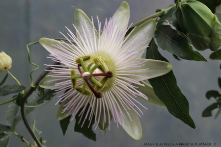 Passiflora <i>caerulea</i> 'Avalance' | The Italian National Collection of Passiflora | Maurizio Vecchia