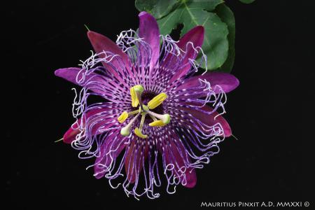 Passiflora  'La Lucchese' | The Italian National Collection of Passiflora | Maurizio Vecchia