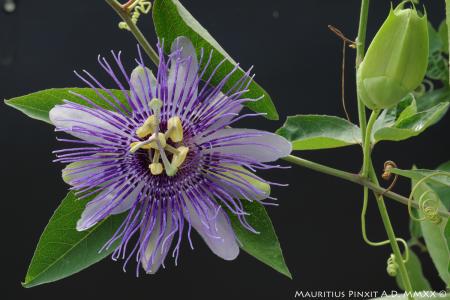 Passiflora fata serena | The Italian Collection of Maurizio Vecchia