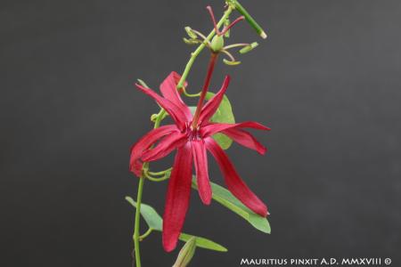 Passiflora 'Cappuccetto Rosso' | The Italian National Collection of Passiflora | Maurizio Vecchia