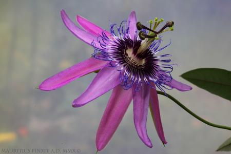 Passiflora  'Calipso' | The Italian National Collection of Passiflora | Maurizio Vecchia