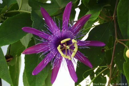 Le specie e gli ibridi del sottogenere Passiflora di M. Vecchia