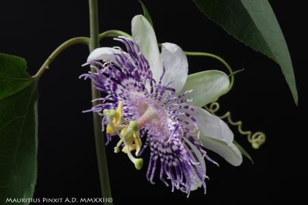 Species and hybrids of the subgenus Passiflora di M. Vecchia