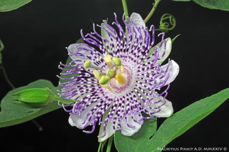 Passiflora 'Diamantina' | The Italian National Collection of Passiflora | Maurizio Vecchia