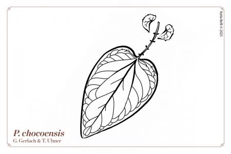 Passiflora chocoensis | The Italian Collection of Maurizio Vecchia