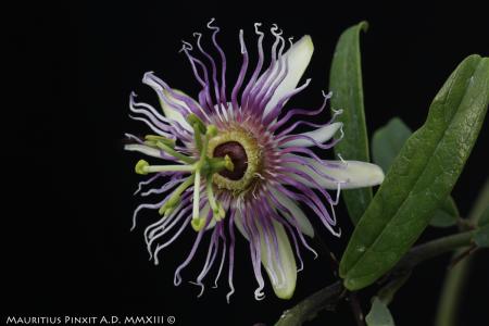 Passiflora cochinchInensis | La Collezione Italiana di Maurizio Vecchia
